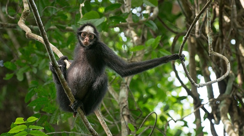 MACACO-ARANHA NA FLORESTA EM RONDÔNIA 