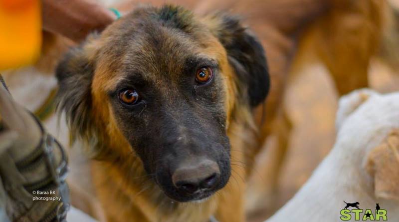 Abrigo trata animais feridos pela guerra da Síria