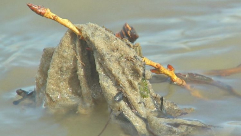 Lenços umedecidos se tornam ameaça para vida selvagem no rio Tâmisa