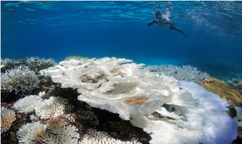 Resultado de imagem para sbiancamento coralli maldive