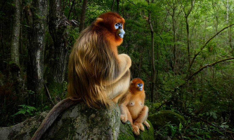 Registro cativante de casal de macacos ameaçado de extinção é grande vencedor do Wildlife Photographer of the Year 2018