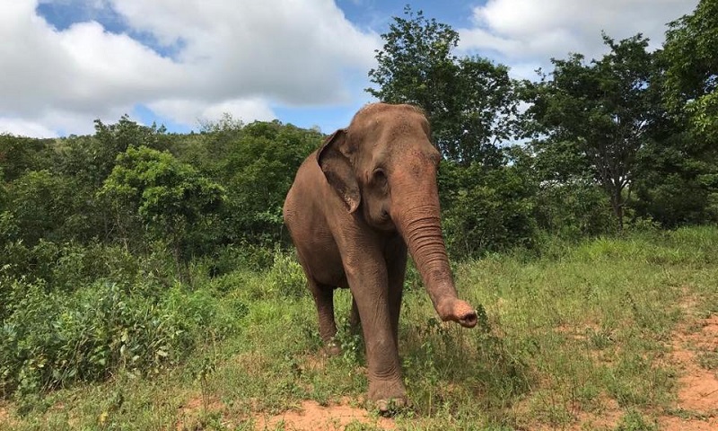 Rana: a nova moradora do Santuário dos Elefantes, na Chapada dos Guimarães