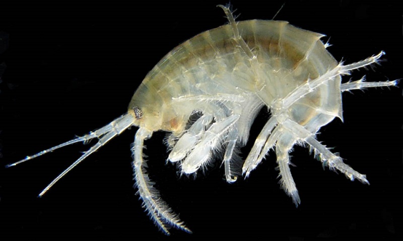 Seres de seis dos abismos mais profundos dos oceanos têm plásticos em seus estômagos