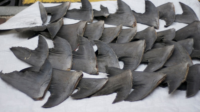 Canadá proíbe importação e exportação de barbatanas de tubarão