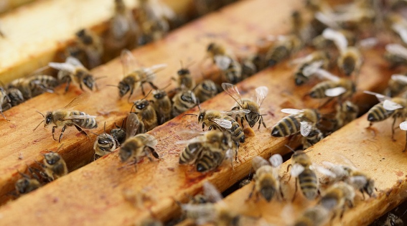 Morgan Freeman transforma sua fazenda em um santuário para as abelhas