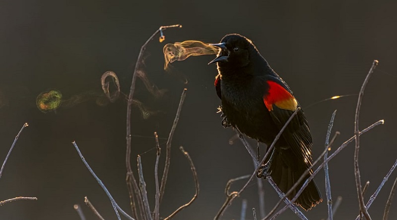 Flagrantes fotográficos surpreendentes revelam a beleza do mundo das aves