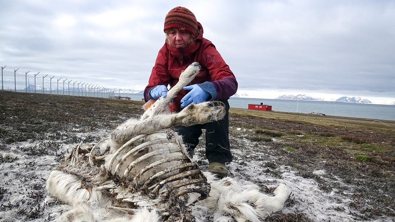 Mais de 200 renas morrem de fome em ilha no ártico norueguês devido ao aquecimento global