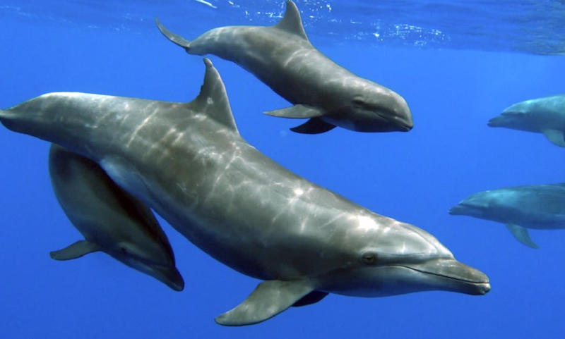 Cientistas registram, pela primeira vez, adoção de golfinho órfão por outra espécie