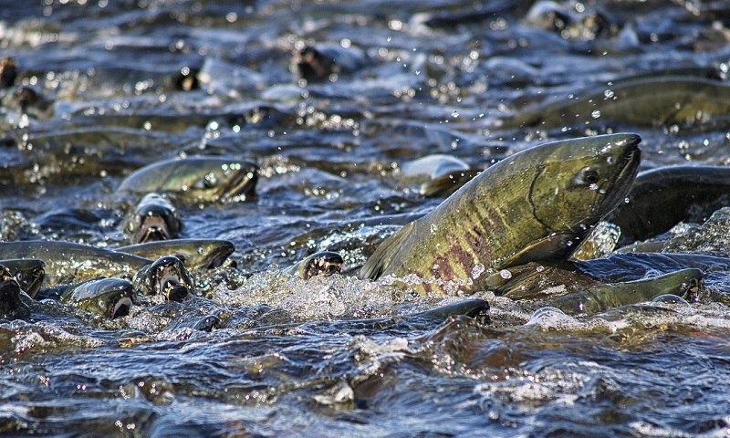 Espécies de salmão estão morrendo no Alaska por causa da alta temperatura da água