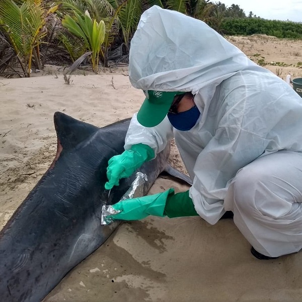 Golfinho é encontrado morto com manchas de óleo em praia de Alagoas