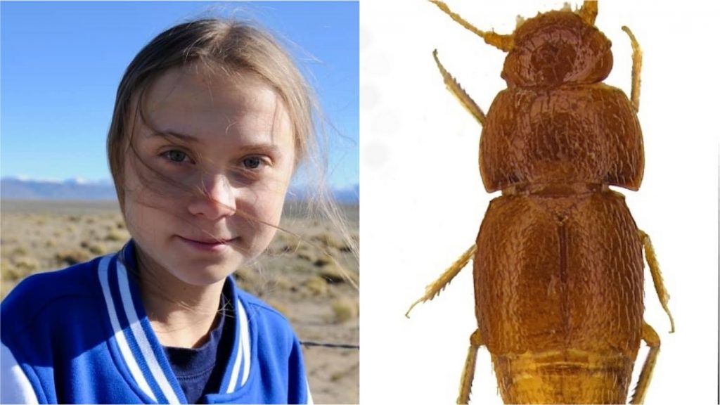 Cientistas britânicos batizam besouro com nome de Greta Thunberg, em homenagem à jovem ativista