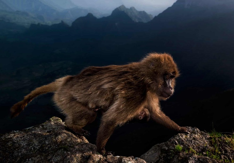 Flagrante incrível e raro é grande vencedor do Wildlife Photographer of the Year 2019
