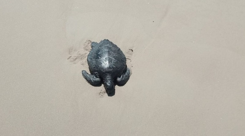 Soltura de filhotes de tartaruga é suspensa por causa de mancha de óleo que atinge litoral nordestino