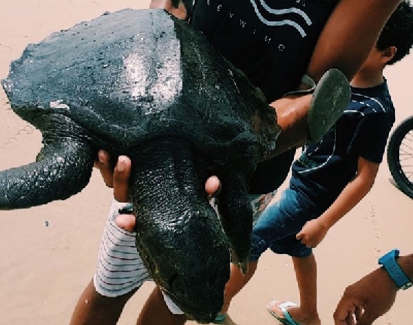 Soltura de filhotes de tartaruga é suspensa por causa de mancha de óleo que atinge litoral nordestino