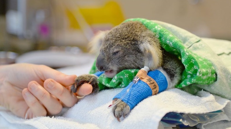 Centenas de coalas morrem devido a incêndios florestais que se alastram pela Austrália