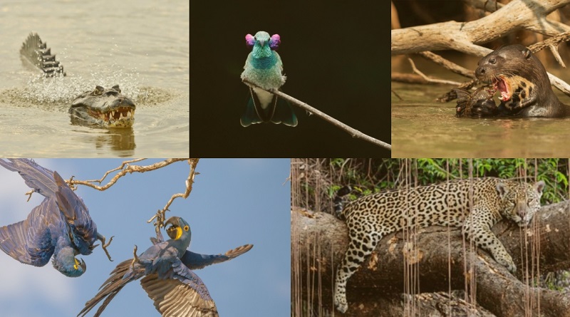 Conheça os finalistas do 3o Concurso Conexão Planeta de Fotografia de Animais! 