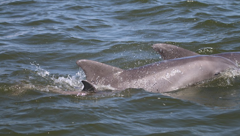 Golfinhos voltam a nadar e se reproduzir em rio símbolo dos Estados Unidos, 50 anos após sua limpeza e recuperação