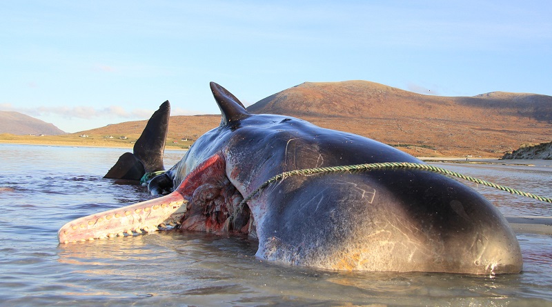 Baleia achada morta na Escócia tinha 100 kg de plástico e redes de pesca no estômago