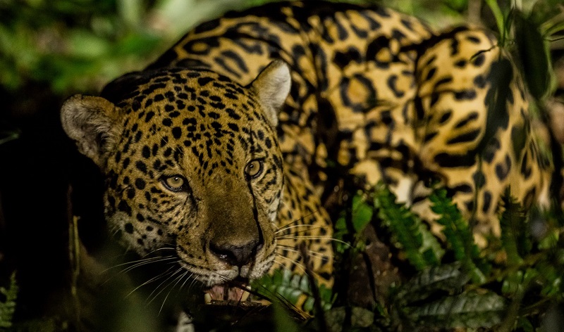 Bióloga do Projeto Onças do Iguaçu ganha prêmio internacional pela conservação da fauna silvestre na América Latina 