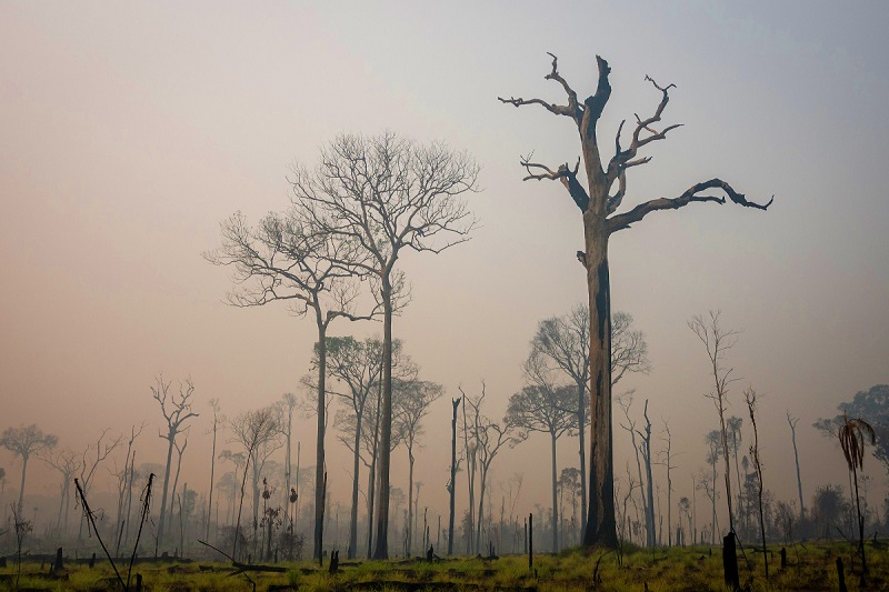 "O ar, antes sempre úmido, está progressivamente mais seco, tornando a floresta inflamável", alerta Antonio Nobre