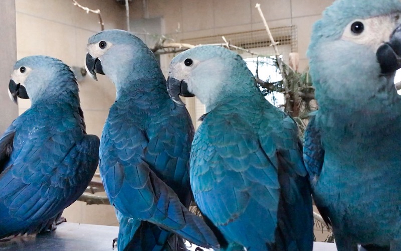 Ararinhas-azuis chegam ao Brasil para início do processo de reintrodução na natureza