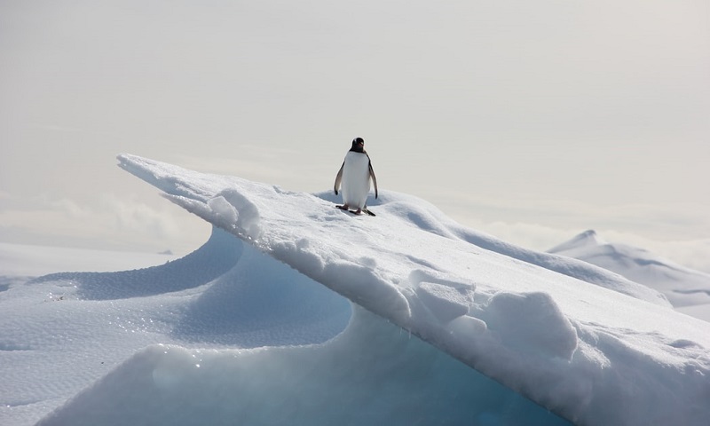 Número de pinguins na Antártica cai quase 60%