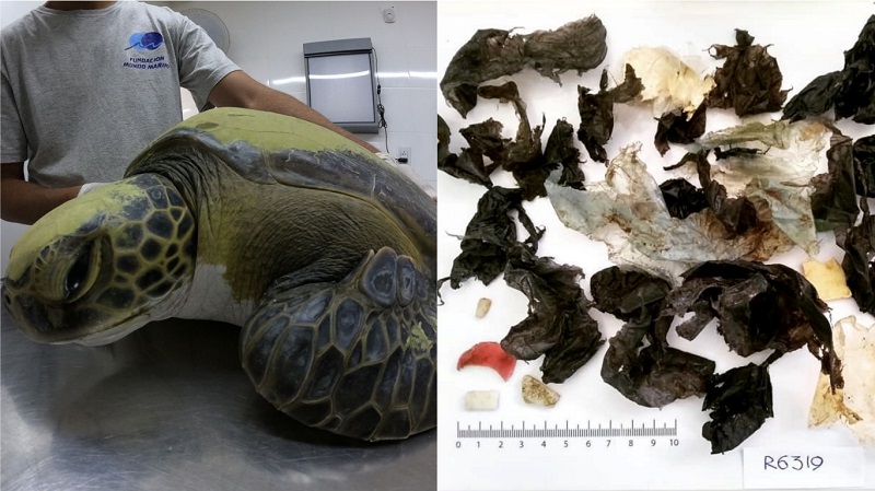 Tartaruga resgatada presa em rede de pesca tem intestino cheio de lixo plástico