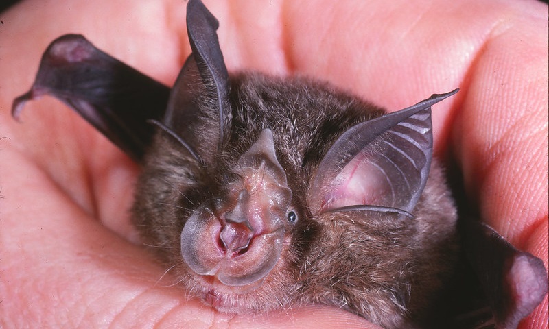 Cientistas alertaram, em 2007, que consumo de animais exóticos na China era bomba-relógio porque morcego é "reservatório de vírus SARS-Cov"