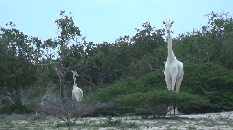 Duas girafas brancas e raríssimas, mãe e filhote, são mortas por caçadores no Quênia