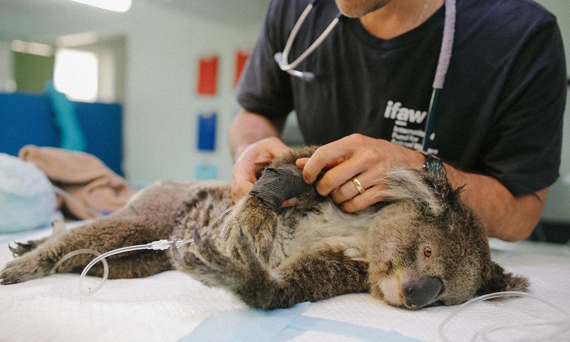 Pelo menos 5 mil coalas morreram nos incêndios florestais da Austrália