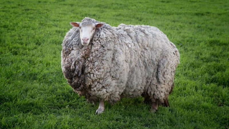 História inusitada de ovelha desaparecida por sete anos inspira campanha de ajuda a combate de coronavírus em campos de refugiados  