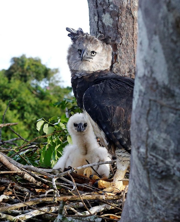 Há mais de 20 anos, Projeto Harpia trabalha para salvar da extinção a maior ave de rapina do Brasil