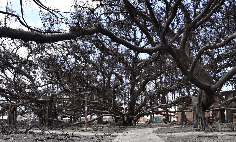 Ainda há esperança de salvar a árvore de 150 anos queimada pelo