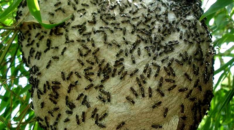 Veja o que Aconteceu (picado por marimbondo cavalo do cão) 