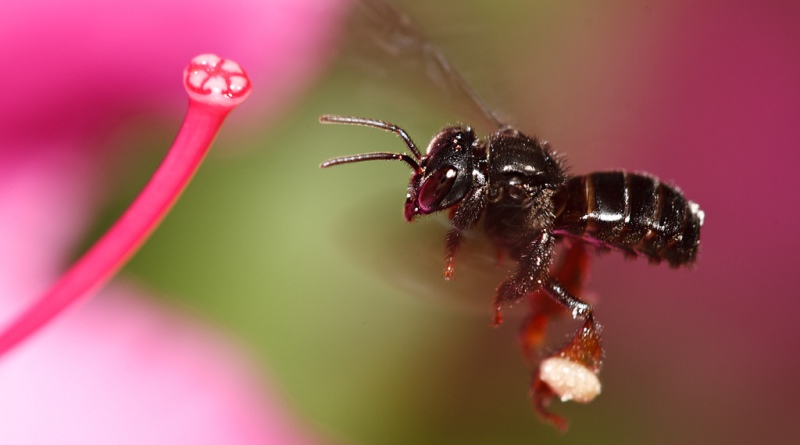 Abelhas sem ferrão: Irapuã (Trigona spinipes)