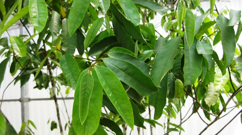 biodiversidade-brasileira-goniothalamus-planta