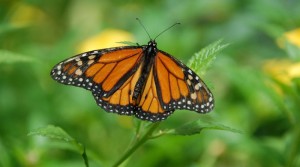 borboleta-monarca