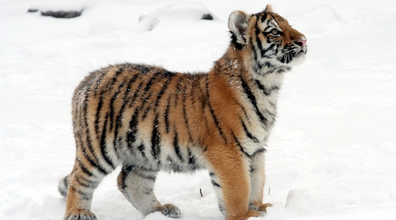 filhote de tigre siberiano