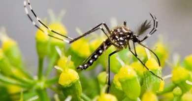 mosquito transmissor do zika virus