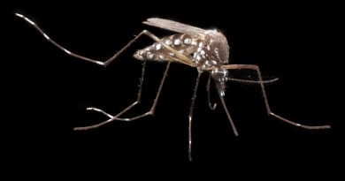 aedes aegypti, mosquito transmissor do Zika Vírus