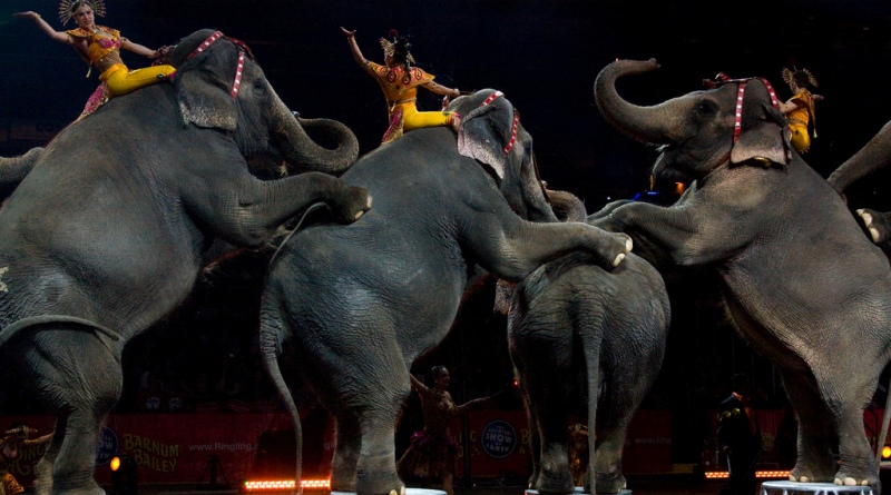 Elefantes fazem número de equilíbrio no circo Ringling Brothers