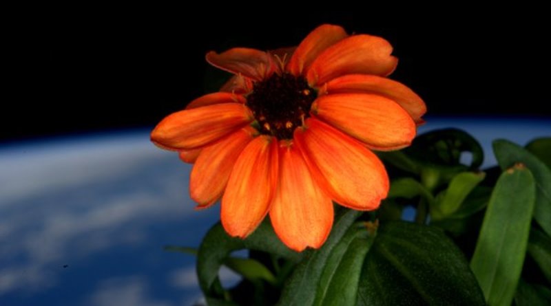 flor cultivanda no espaço