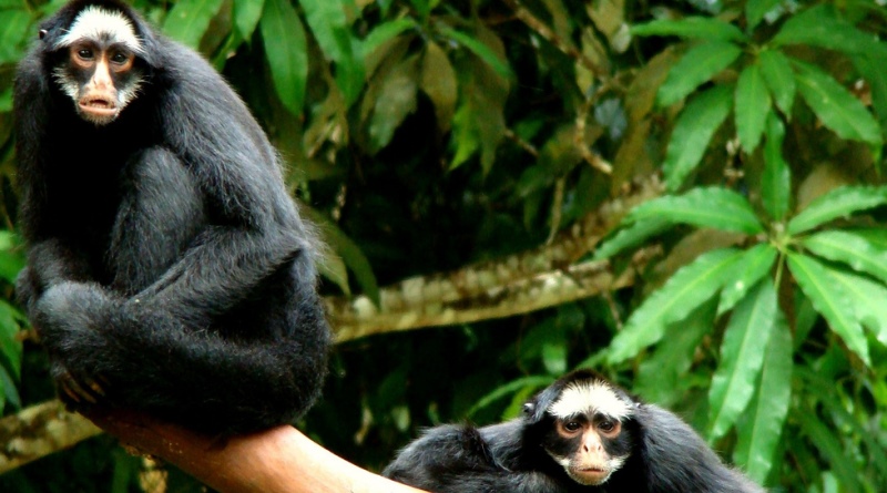 fauna brasileira sertaneja MACACO ARANHA animais selvagem macacos