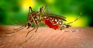 aedes aegypti, mosquito transmissor do Zika vírus