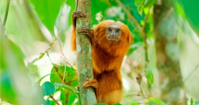 mico-leão-dourado saiu da lista de animais em risco de extinção graças a projeto de conservação da espécie