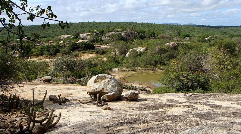 Biomas ameaçados: paisagem da caatinga paraibana