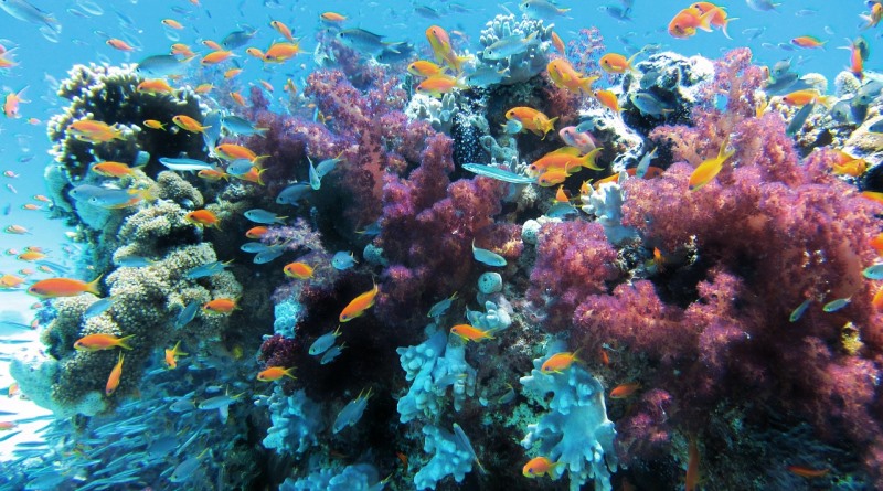 pesquisadores-restauram-corais-australia-800