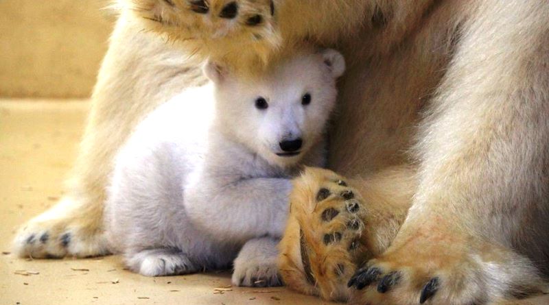urso-polar-zoo-alemanha-800