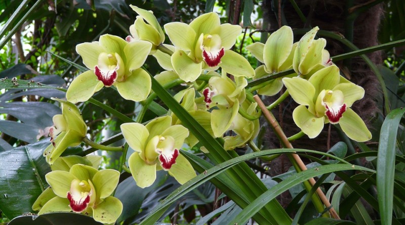 Orquídeas terrestres: dos sopés das florestas para a sua casa