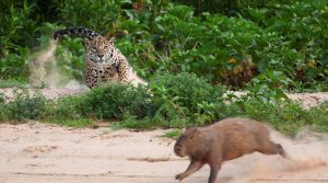 a onça e a capivara